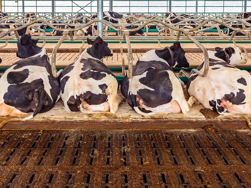 Hygiene FX - Xatico as a newcomer to the agricultural industry